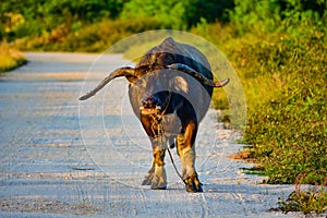 An old buffalo walking on a dirt road in Bang Lamung village