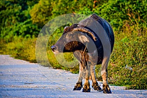 An old buffalo walking on a dirt road in Bang Lamung village