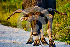 An old buffalo walking on a dirt road in Bang Lamung village