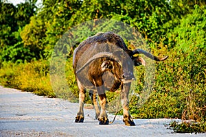 An old buffalo walking on a dirt road in Bang Lamung village