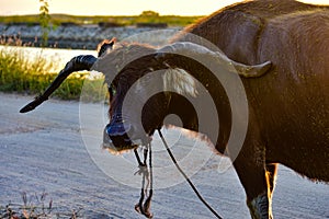 An old buffalo walking on a dirt road in Bang Lamung village