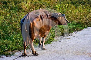 An old buffalo walking on a dirt road in Bang Lamung village