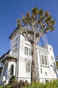 Old building in the city of Tangier, in the foreground a palm tree