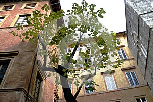 Old buildings with tree