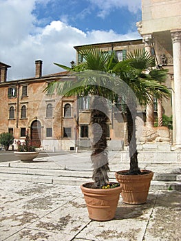Old buildings and two potted palms