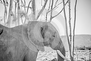 Old bull elephant throws dirt over his back to keep cool.