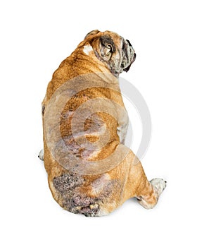 Old Bulldog With Skin Infections