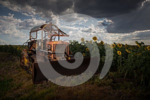 Old bulldozer next to a sunflowers field in rural Queensland, Australia