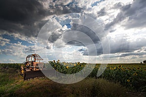 Old bulldozer next to a sunflowers field in rural Queensland, Australia