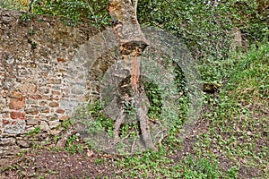 Old bumpy tree trunk