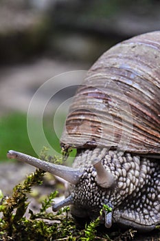 Old Burgundy snail on its way towards the camera with antennas s