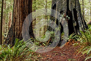 Old burn scars on ancient redwoods along a hiking trail