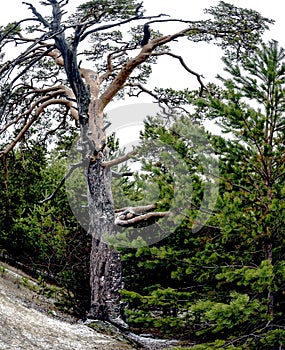 old mangled pine tree on top of a hill