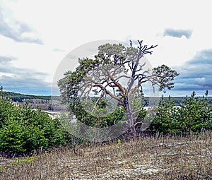 old mangled pine tree on top of a hill