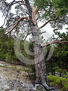 Old mangled pine tree on top of a hill