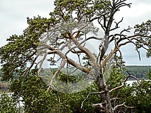 Old mangled pine tree on top of a hill