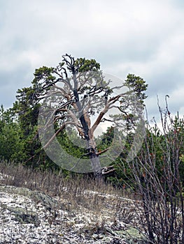 old mangled pine tree on top of a hill