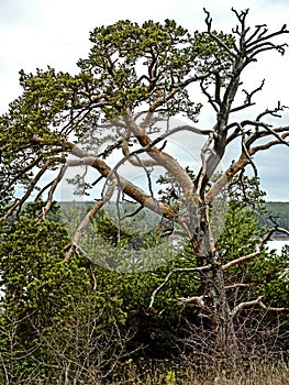 old mangled pine tree on top of a hill