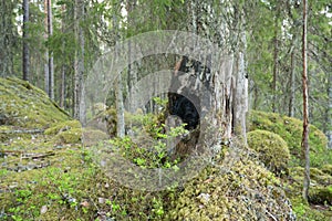 Old burnt stub in a natural untouched forest indicating a forest fire a long time ago