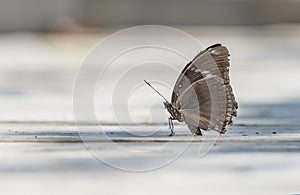 old butterfly with broken wing resting on ground