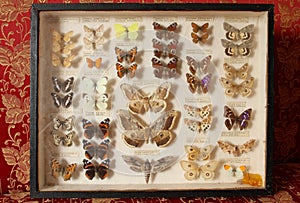 Old butterfly collection