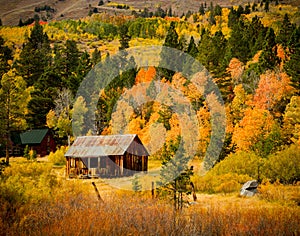 Old Cabin Stands in an Aspen Oasis