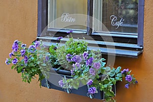 Old cafe window with flower box, on a orange stucc