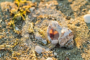 Old calcified seashell washed up on sea sand