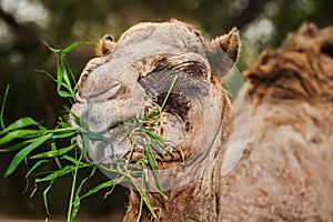 Old camel eating grass with his mouth