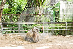 Old camel sit on the ground in the zoo