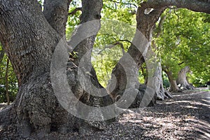 Old camphor trees, Vergelegen Winery, Western Cape South Africa photo