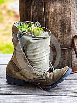 Old Canvas Boot Plant Pot, Rustic Decor, Succulent