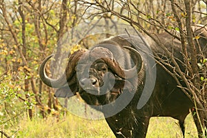Old Cape Buffalo