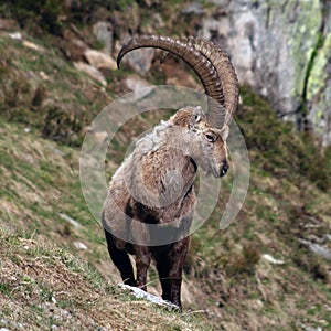 Old Capra Ibex