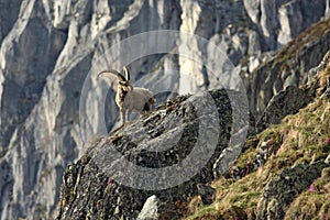 Old Capra Ibex