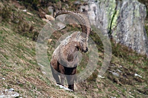 Old Capra Ibex