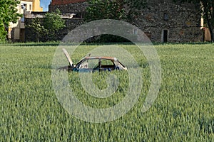 old car burned and abandoned in the middle of an ear of wheat field