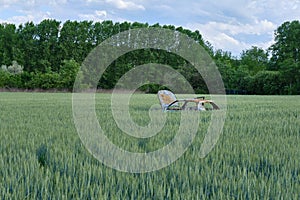 old car burned and abandoned in the middle of an ear of wheat field