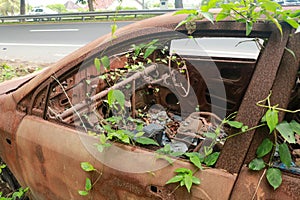 An Old Car Covered in Vines and Pinestraw