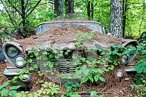 Old Car Covered in Vines and Pinestraw