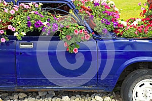 Old car with flowerpots of flowers multicolored viola, petunia in a regional park