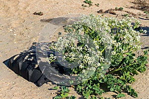 Old car tire ingrown into the sand.