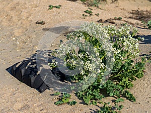 Old car tire ingrown into the sand.