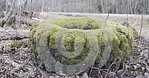 old car tire overgrown with green moss