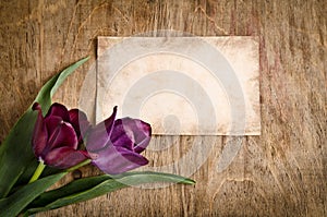The old card and two fresh tulips