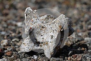Old caribou vertebrate bone found on the arctic tundra, near Arviat photo
