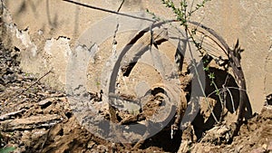 Old carriage wheel covered with earth