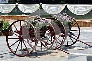 Old cart of flower