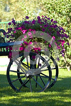 Old cart of flowers