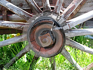 Old cart wooden spoke wheel on green grass in a summer day